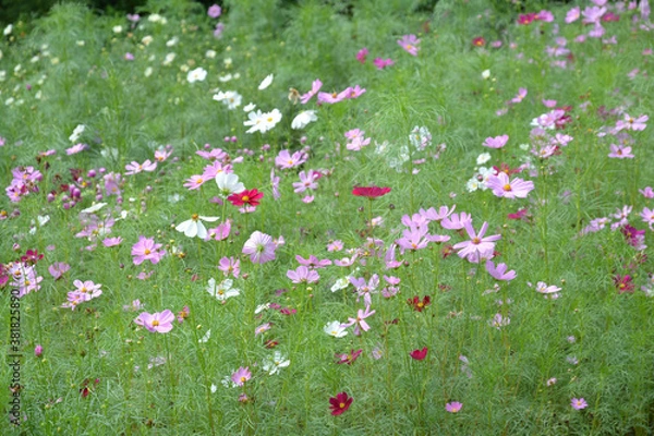 Fototapeta コスモス