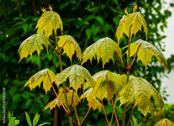 Fototapeta young clone leafs