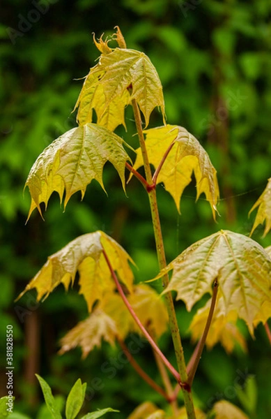 Fototapeta young clone leafs