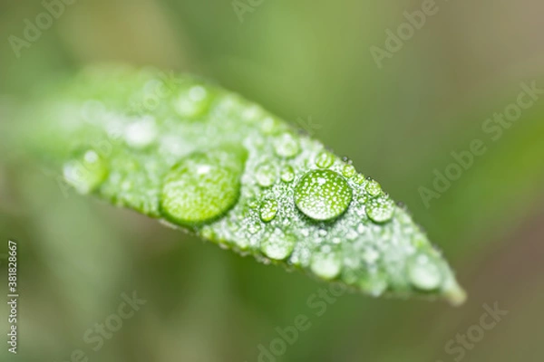 Fototapeta Morning dew druplets on an olive tree leaf
