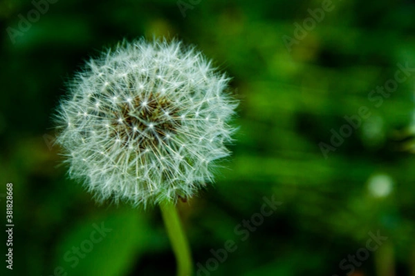 Fototapeta Dandelion