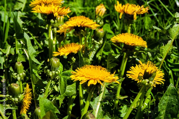 Fototapeta Dandelions