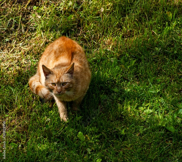 Fototapeta Wild Angry Cat