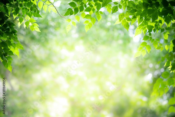Fototapeta Concept nature view of green leaf on blurred greenery background in garden and sunlight with copy space using as background natural green plants landscape, ecology, fresh wallpaper concept.