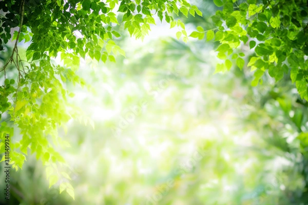 Fototapeta Concept nature view of green leaf on blurred greenery background in garden and sunlight with copy space using as background natural green plants landscape, ecology, fresh wallpaper concept.