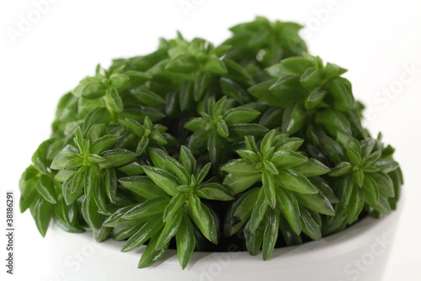 Obraz Pfeffergewächs