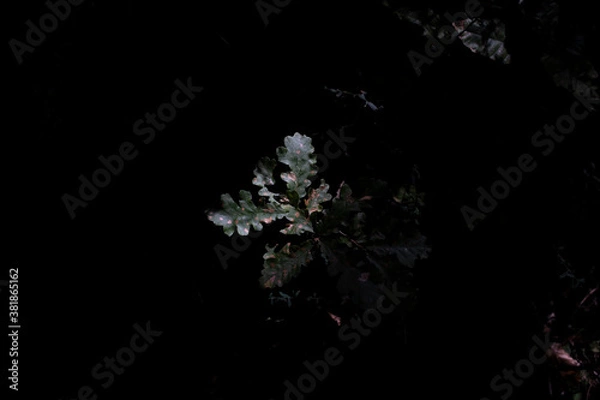 Obraz Tożsamość lasu