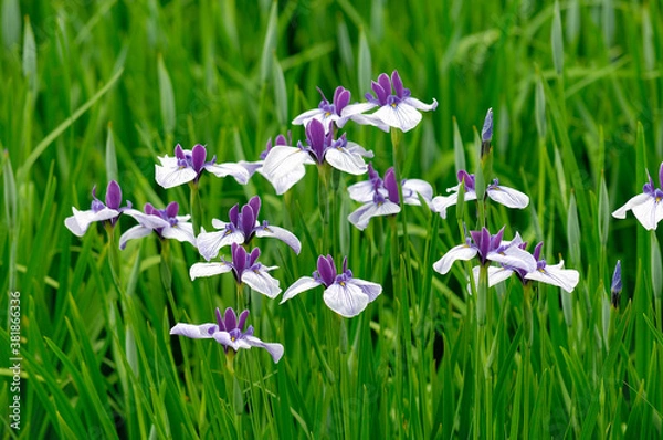 Fototapeta ショウブ