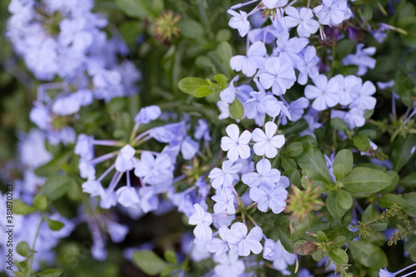 Fototapeta プルンバーゴ