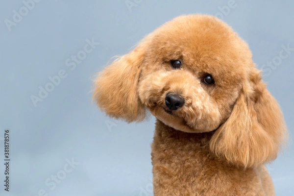 Fototapeta Poodle dog