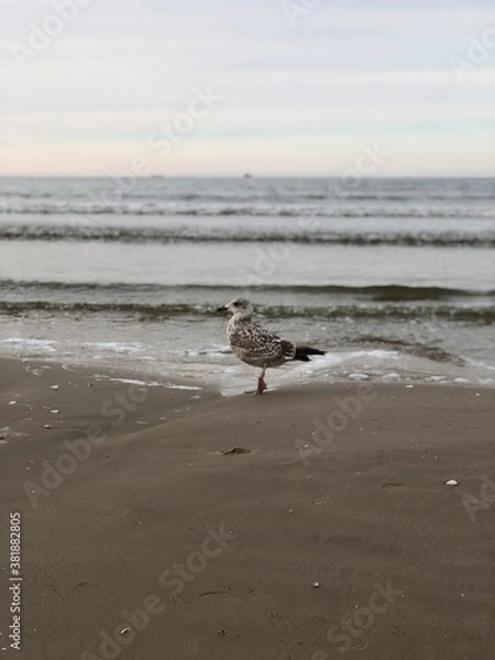 Obraz seagull on the beach
