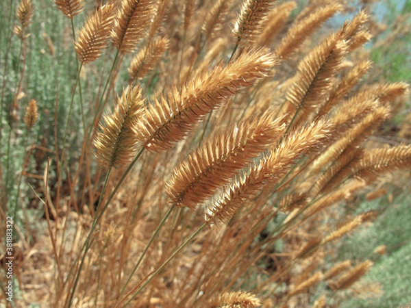Fototapeta Spikes of Agropyron in the meadow