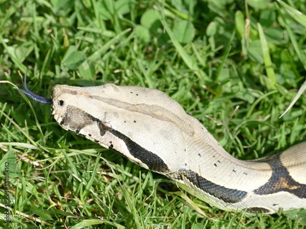 Fototapeta Boa constrictor constricor aus Ecuador. Die Boa constrictor, auch Rotschwanzboa oder Abgottschlange genannt, ist eine in Südamerika und in Gefangenschaft weit verbreitete Riesenschlange.