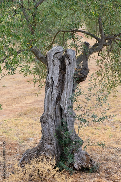 Fototapeta Tronco viejo de olivo mediterráneo andaluz
