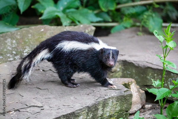 Fototapeta close-up photo of striped skunk (Mephitis mephitis) in nature