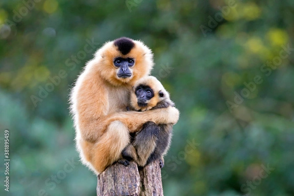 Fototapeta bliski obraz żółtej małpy Gibbon (Nomascus gabriallae) matka z dzieckiem w lesie