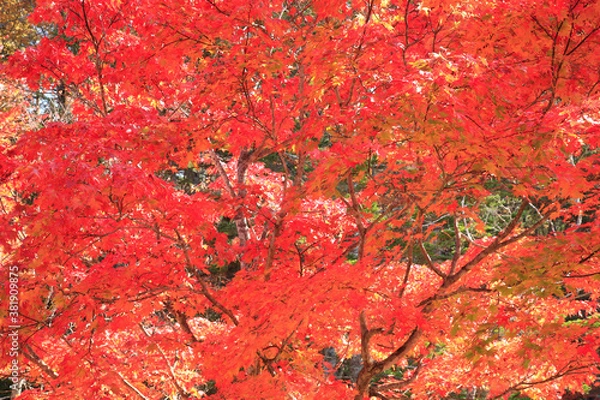 Fototapeta 紅葉