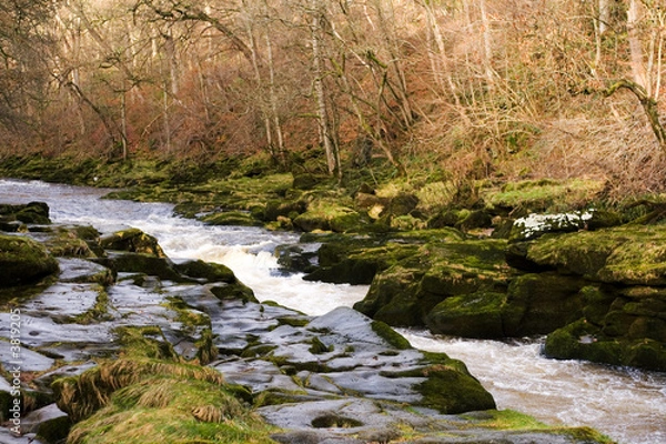Obraz The Strid in strid wood, near Bolton Abbey in North Yorkshire