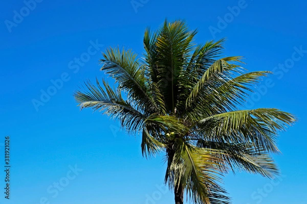 Fototapeta Coconut tree at the wind, Rio, Brazil 