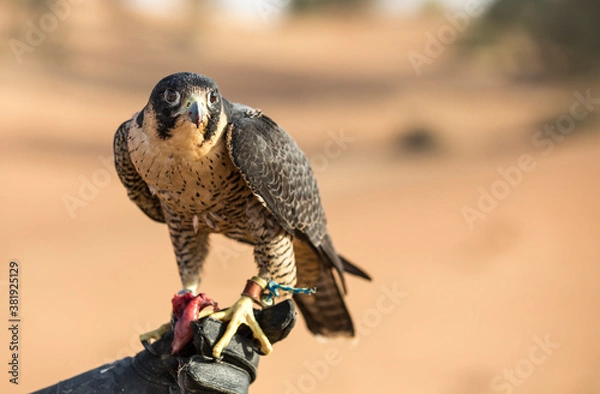 Fototapeta Peregrine falcon sitting on a hand of its trainer