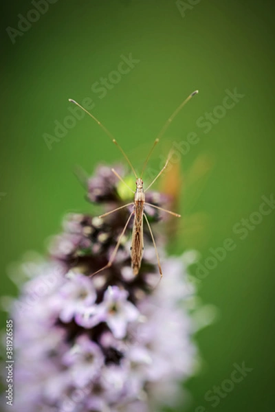 Obraz Insect on Flower