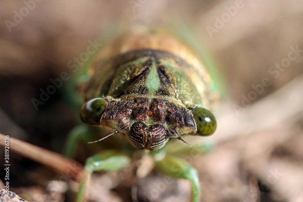 Obraz Cicada