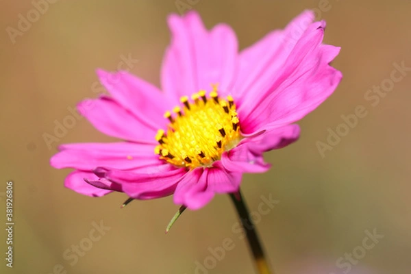 Obraz Pink Flower