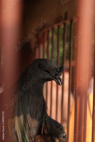 Obraz bird in a cage