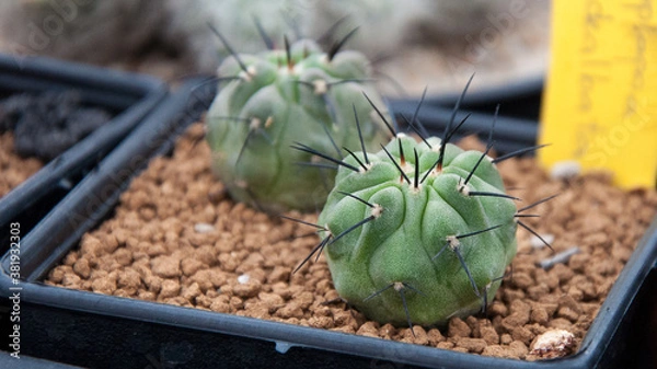 Obraz copiapoa cactus