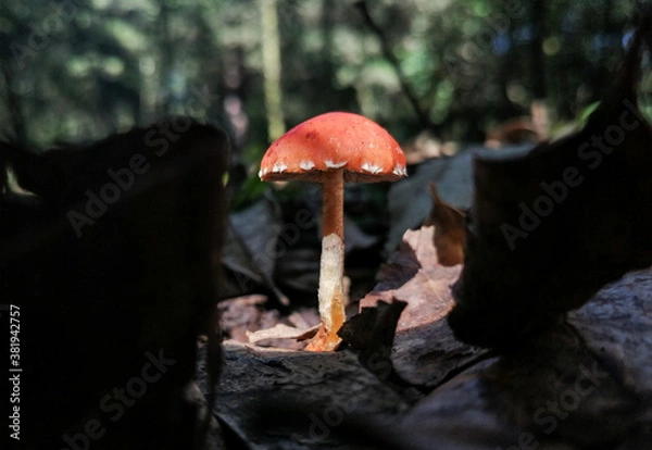 Fototapeta mushroom in the forest