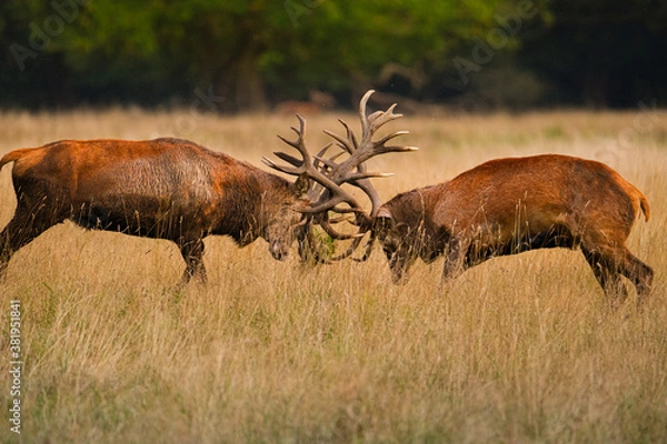 Obraz Stags fighting during the rut