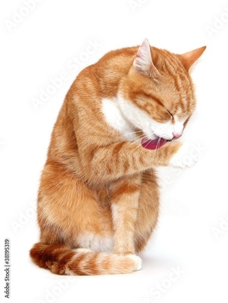 Obraz grooming tom cat