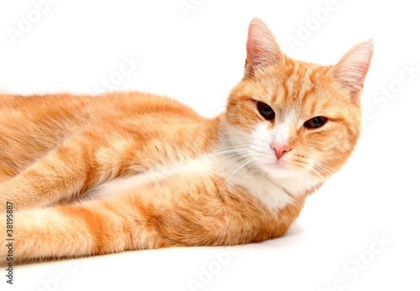 Fototapeta relaxed tom cat