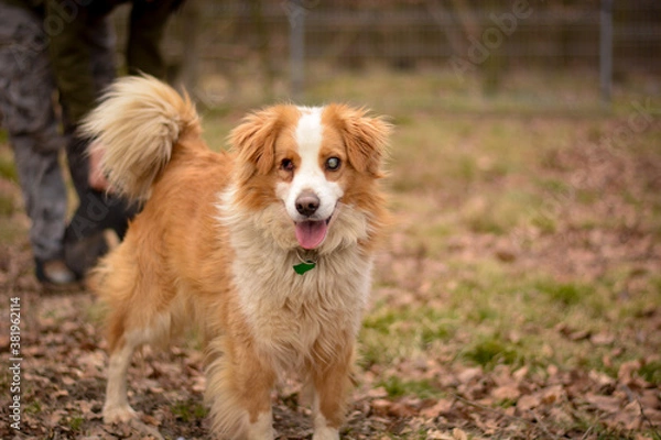 Fototapeta Cute blind happy mix breed dog in autumn park