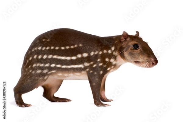 Fototapeta Lowland paca (Cuniculus paca)