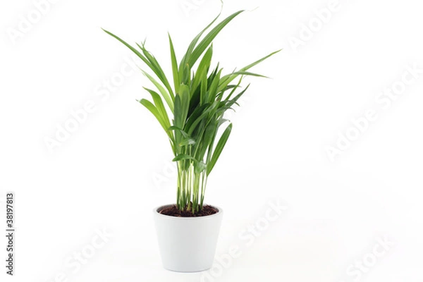 Obraz Palma Goldfruit