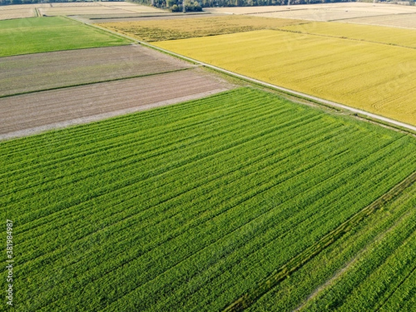 Obraz Pola uprawne w Pieve Emanuele