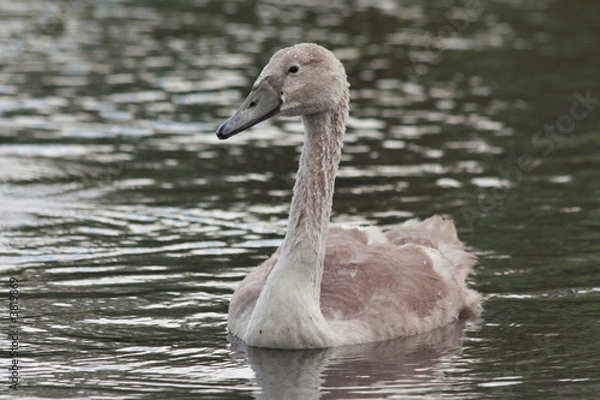 Obraz bebe cygne