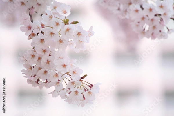 Obraz 桜