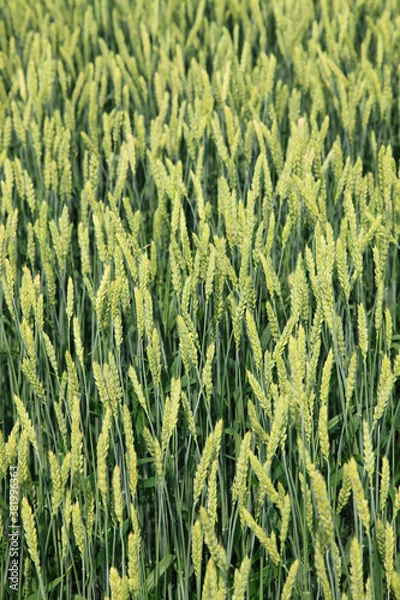 Fototapeta 小麦