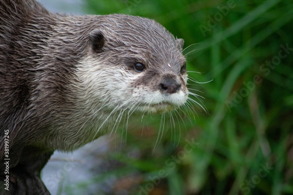 Obraz close up of a otter