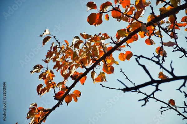 Fototapeta Tree branch with bright orange autumn leaves on blue sky background.