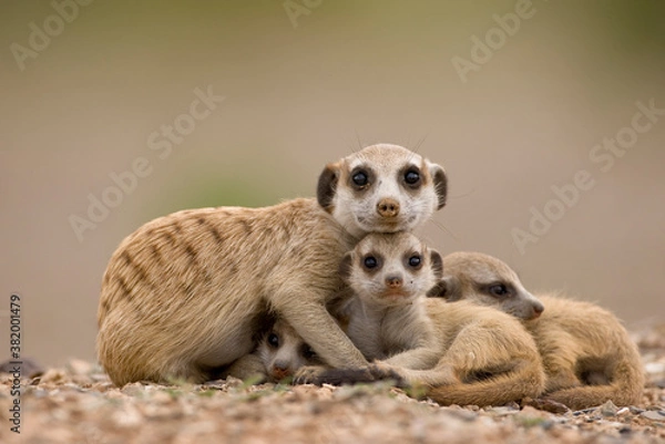 Obraz Meerkat with Pups, Namibia