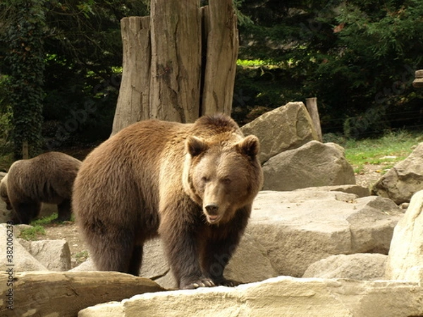 Fototapeta Ours brun