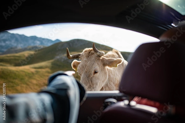 Fototapeta Petting white cow from the car window. Lonely white cow by the serpentine road on top of Durmitor mountain in Montenegro. Lovely cow with cute white eyelashes.