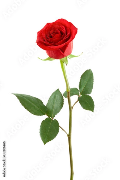 Obraz One red rose.