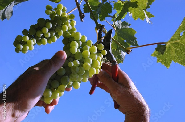 Obraz picker picking the grape