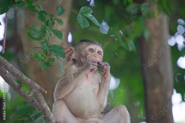 Fototapeta 可愛いサル