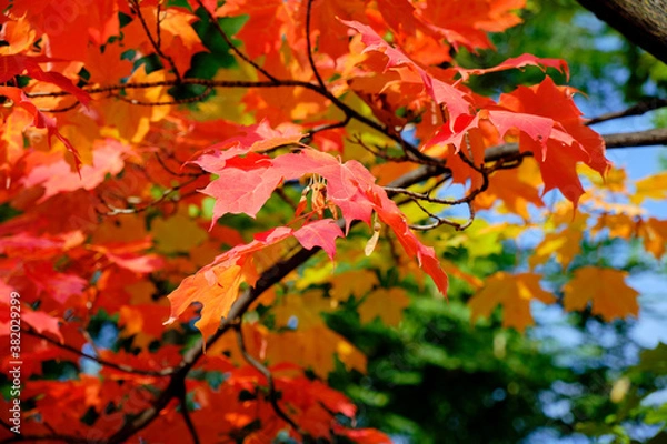 Fototapeta early autumn with leaves of a maple tree starting to turn red. Close up a branch and a few leaves