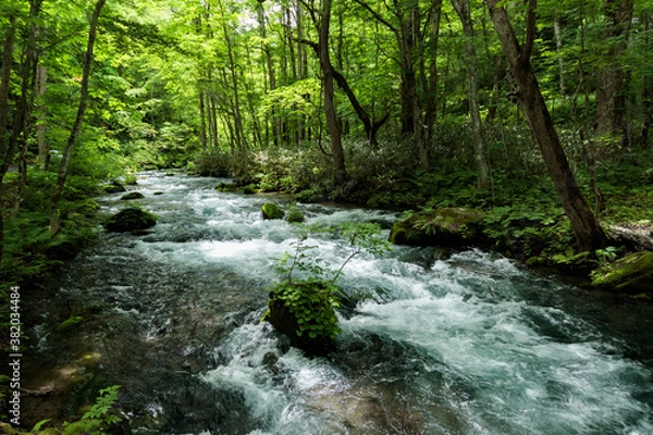 Fototapeta stream in the forest